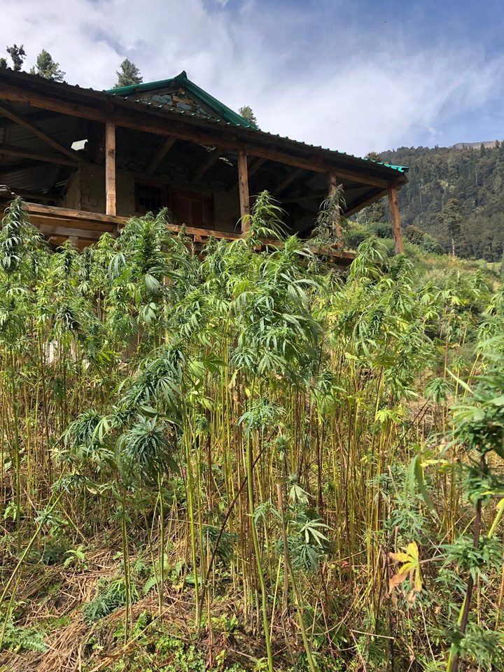 Industrial hemp cultivation in the Indian Himalayas